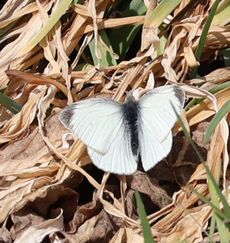 �����V���`���E�i��X���j