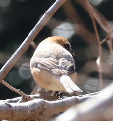 ���Y���i�ÊԖ؁j