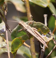 �i�L�C�i�S�i��X���j