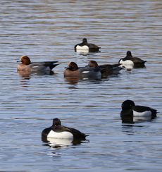 �L���N���n�W���ƃq�h���K���i�����j