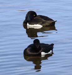 �L���N���n�W���i�����j