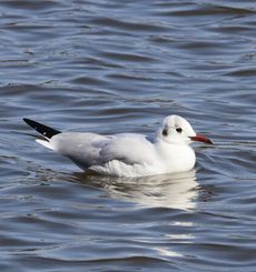 �����J�����i�����j