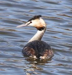 �J�������J�C�c�u���i�����j