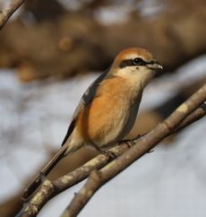 ���Y���i�����j