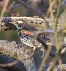 �c�O�~�i�����j