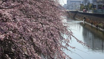 ���̎}�����i�k���ˁj