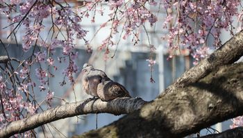 �}�����ŋx�ރL�W�o�g�i�k���ˁj