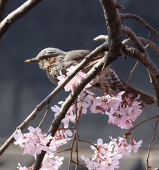 �q���h���i���j