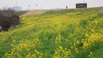 �]�ː�y��̍؉ԁi�]�ː�j