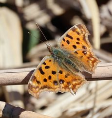 �L�^�e�n�i��X���j