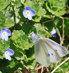 �����V���`���E�i�ÊԖ؁j