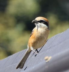 ���Y���i�ÊԖ؁j