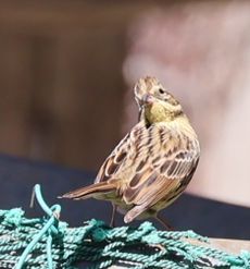 �A�I�W���i�ÊԖ؁j