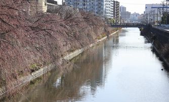 ���̎}�����i�k���ˁj