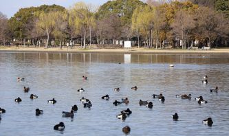 �L���N���n�W���̌Q��i�����j