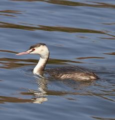 �J�������J�C�c�u���i�����j