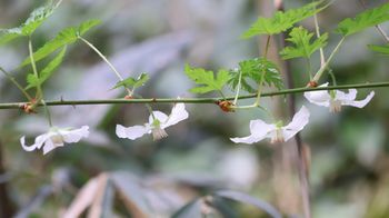 ���~�W�C�`�S�i��X���j