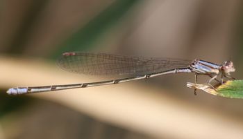 �z�\�~�C�g�g���{�i��X���j
