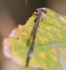 �z�\�~�C�g�g���{�i��X���j