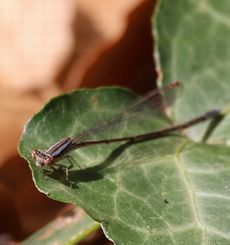 �z�\�~�C�g�g���{�i��X���j