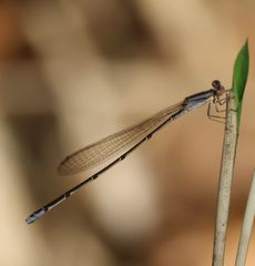 �z�\�~�C�g�g���{�i��X���j