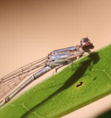 �z�\�~�C�g�g���{�i��X���j