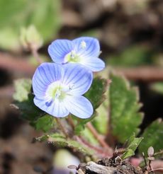 �I�I�C�k�m�t�O���i��X���j