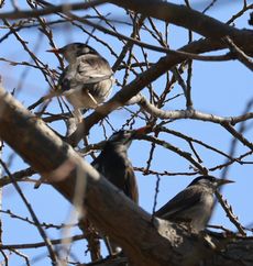 ���N�h���i�]�ː�j