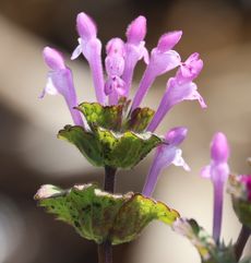 �z�g�P�m�U�i��X���j