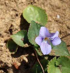 �c�{�X�~���i��X���j