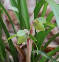 �V���������i��X���j