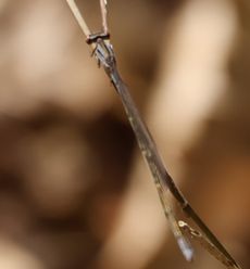 �z�\�~�I�c�l���g���{�i�ÊԖ؁j