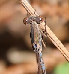 �z�\�~�I�c�l���g���{�i�ÊԖ؁j