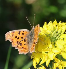 �L�^�e�n�i�]�ː�j