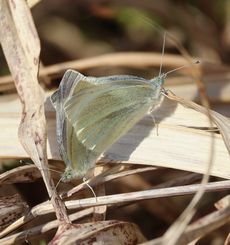 �����V���`���E�E����i�]�ː�j