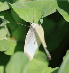 �����V���`���E�E�Y���i�]�ː�j