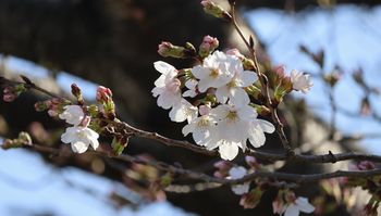 �\���C���V�m�J�ԁi�����j