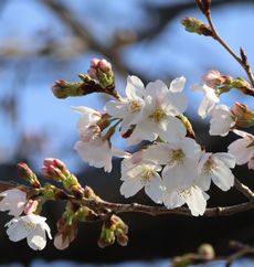 �\���C���V�m�i�����j