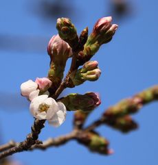 �\���C���V�m�i�����j