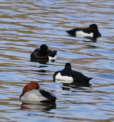 �L���N���n�W���ƃz�V�n�W���i�����j