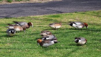 �q�h���K���i�]�ː�j