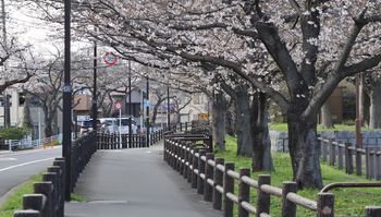 �������H�̍����؁i�����j