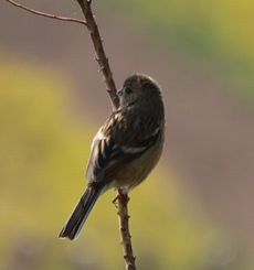 �x�j�}�V�R���i�]�ː�j