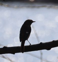 �W���E�r�^�L���i�]�ː�j