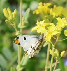 �c�}�L�`���E���i�]�ː�j