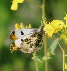 �c�}�L�`���E���i�]�ː�j