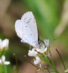 �^�l�c�P�o�i�ƃ����V�W�~�i���ؓ��j