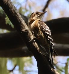 �R�Q���i���ؓ��j