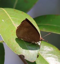 �����T�L�V�W�~���i���ؓ��j