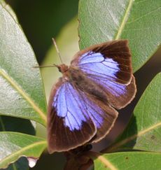 �����T�L�V�W�~���i���ؓ��j